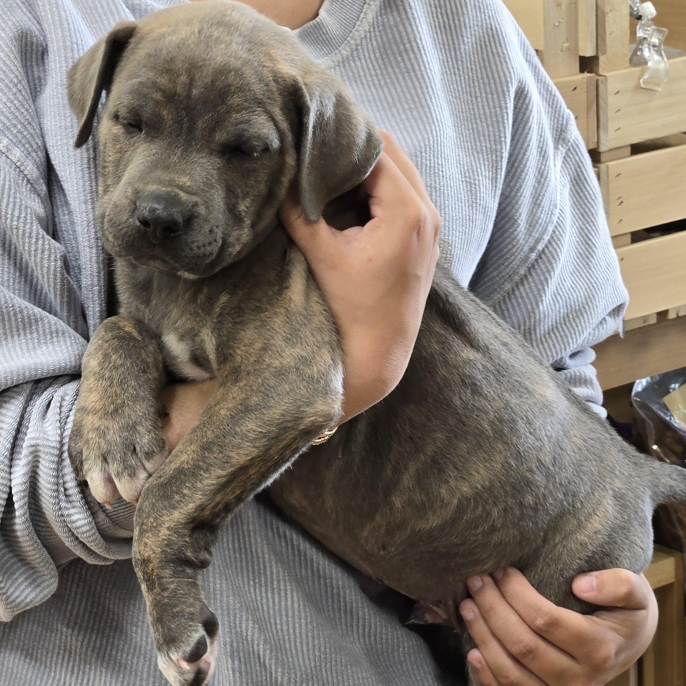 Enlarge Concrete, an adopted mixed breed in Raphine, VA image 5/5