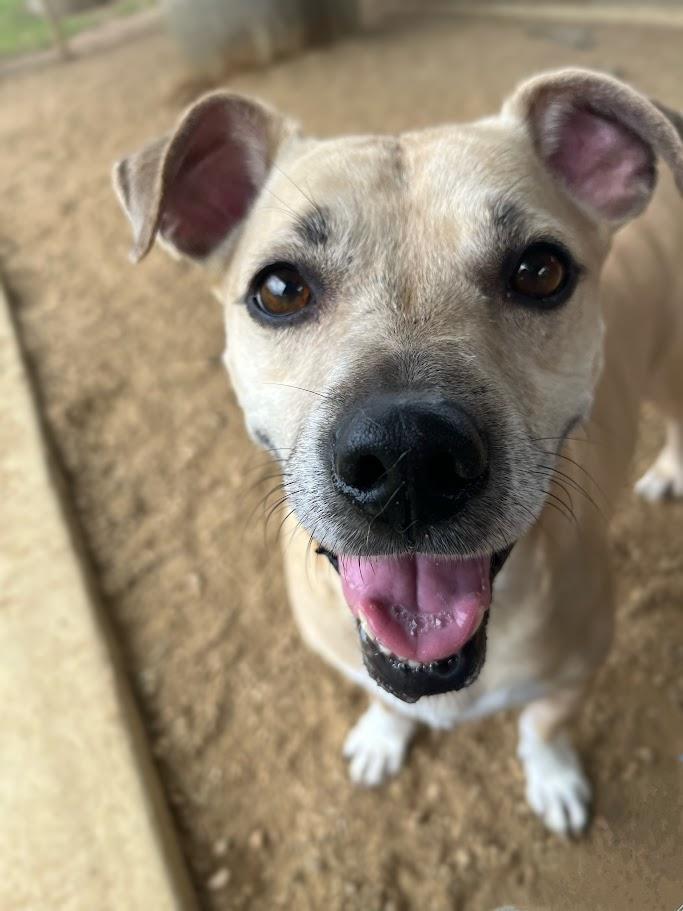 Daisy* A210892, Adoptable, Adult Female Beagle & Cardigan Welsh Corgi.