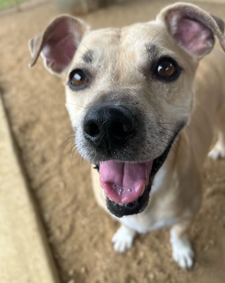 Enlarge Daisy* A210892, a Adoptable mixed breed in Plano, TX image 6/6