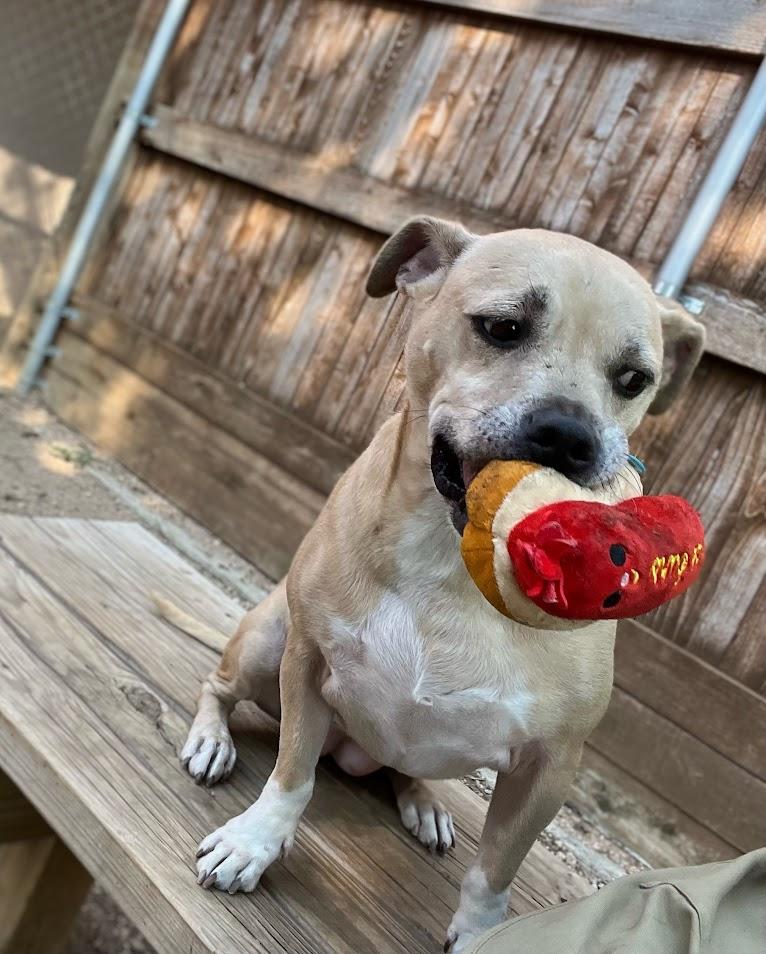 Enlarge Daisy* A210892, a Adoptable mixed breed in Plano, TX image 3/6