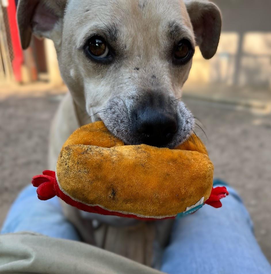 Enlarge Daisy* A210892, a Adoptable mixed breed in Plano, TX image 4/6