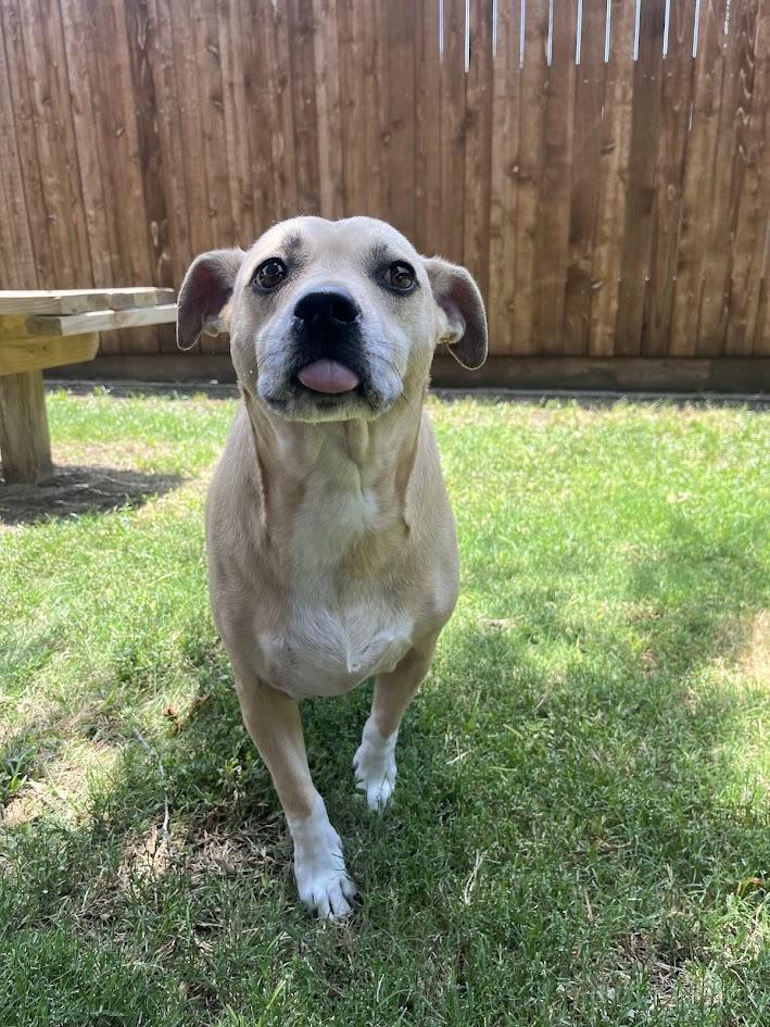 Daisy* A210892