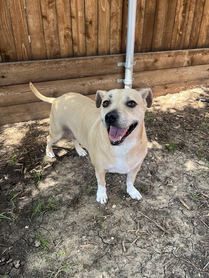 Enlarge Daisy* A210892, a Adoptable mixed breed in Plano, TX image 1/6