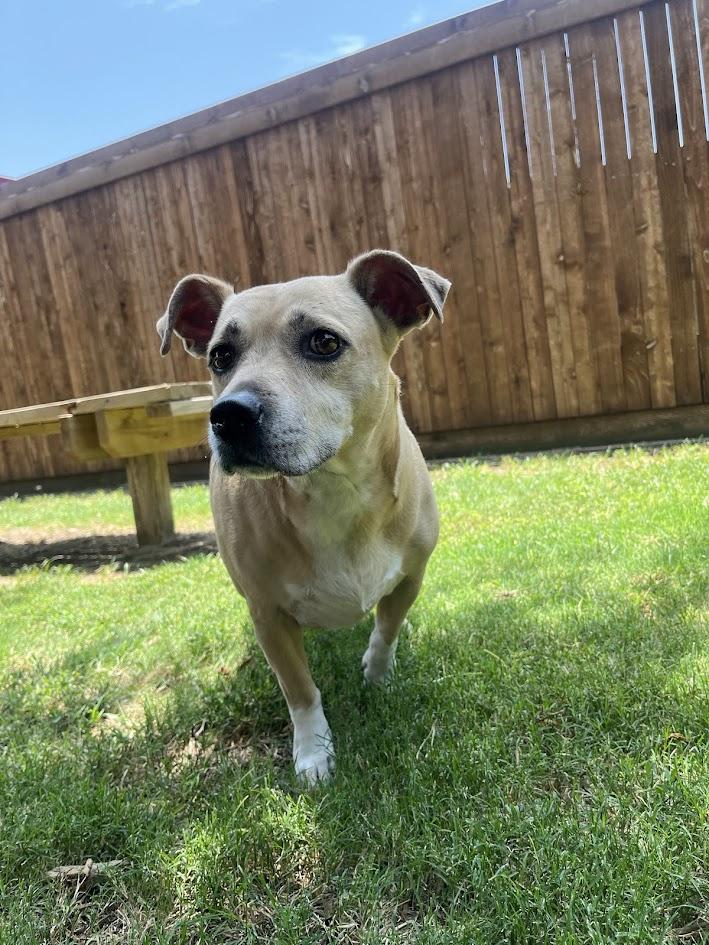 Daisy* A210892