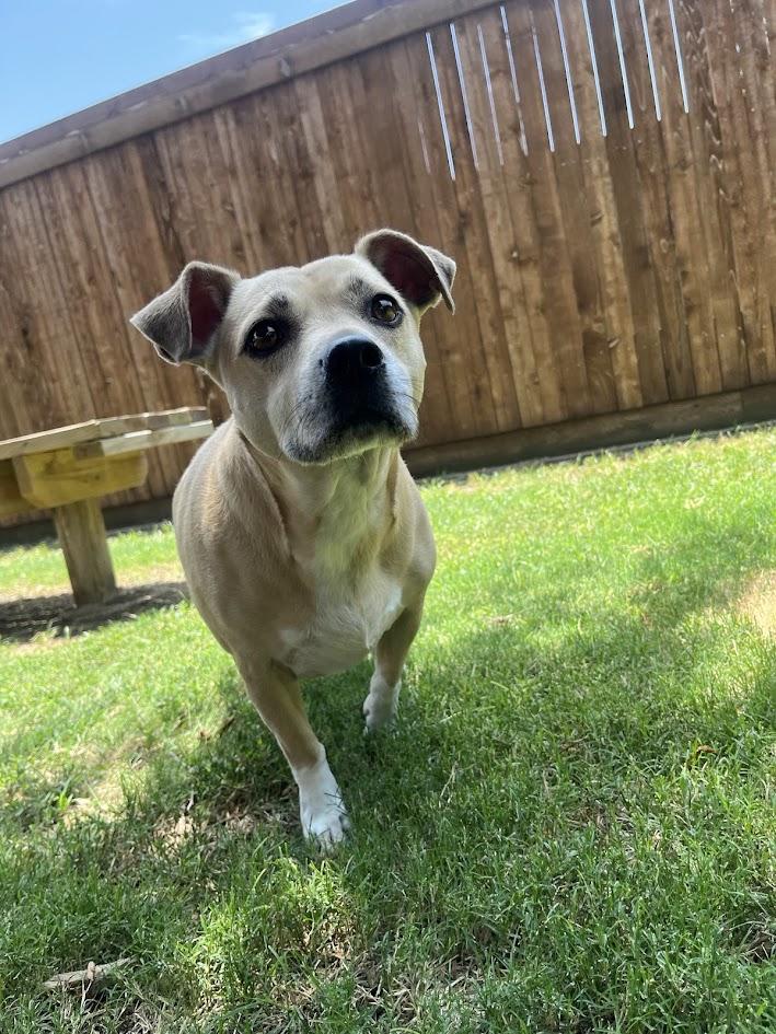 Enlarge Daisy* A210892, a Adoptable mixed breed in Plano, TX image 5/6