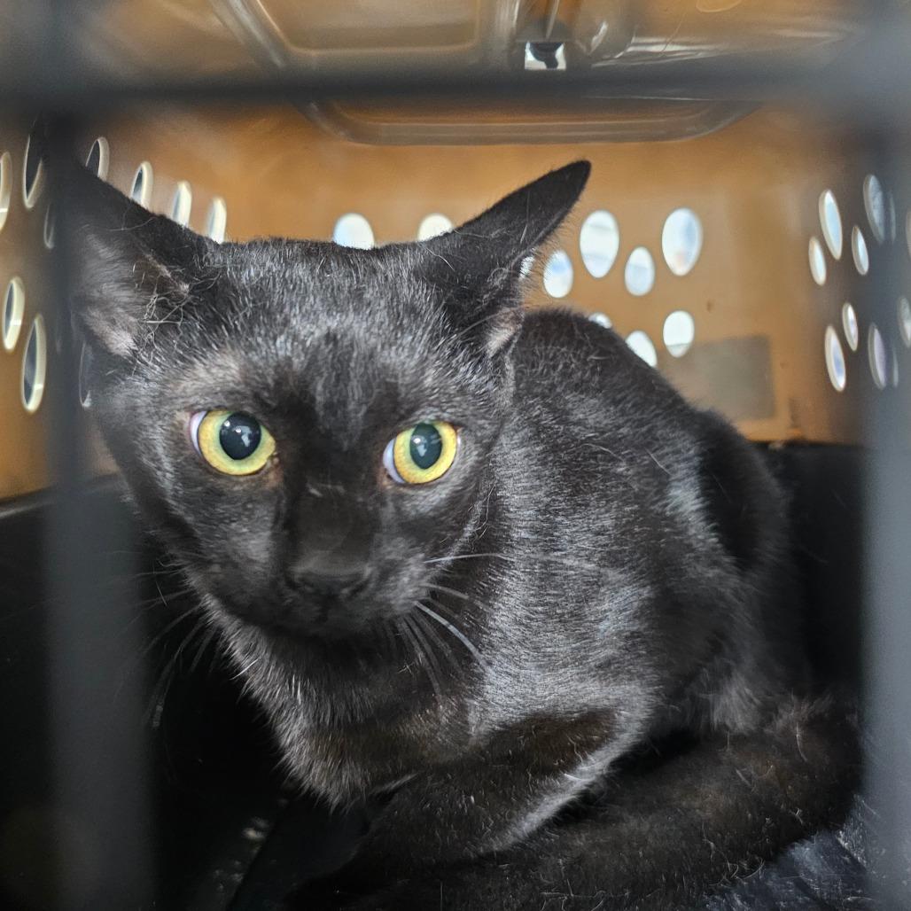 Enlarge Inky, a Adoptable Domestic Short Hair in Corydon, IN image 1/1