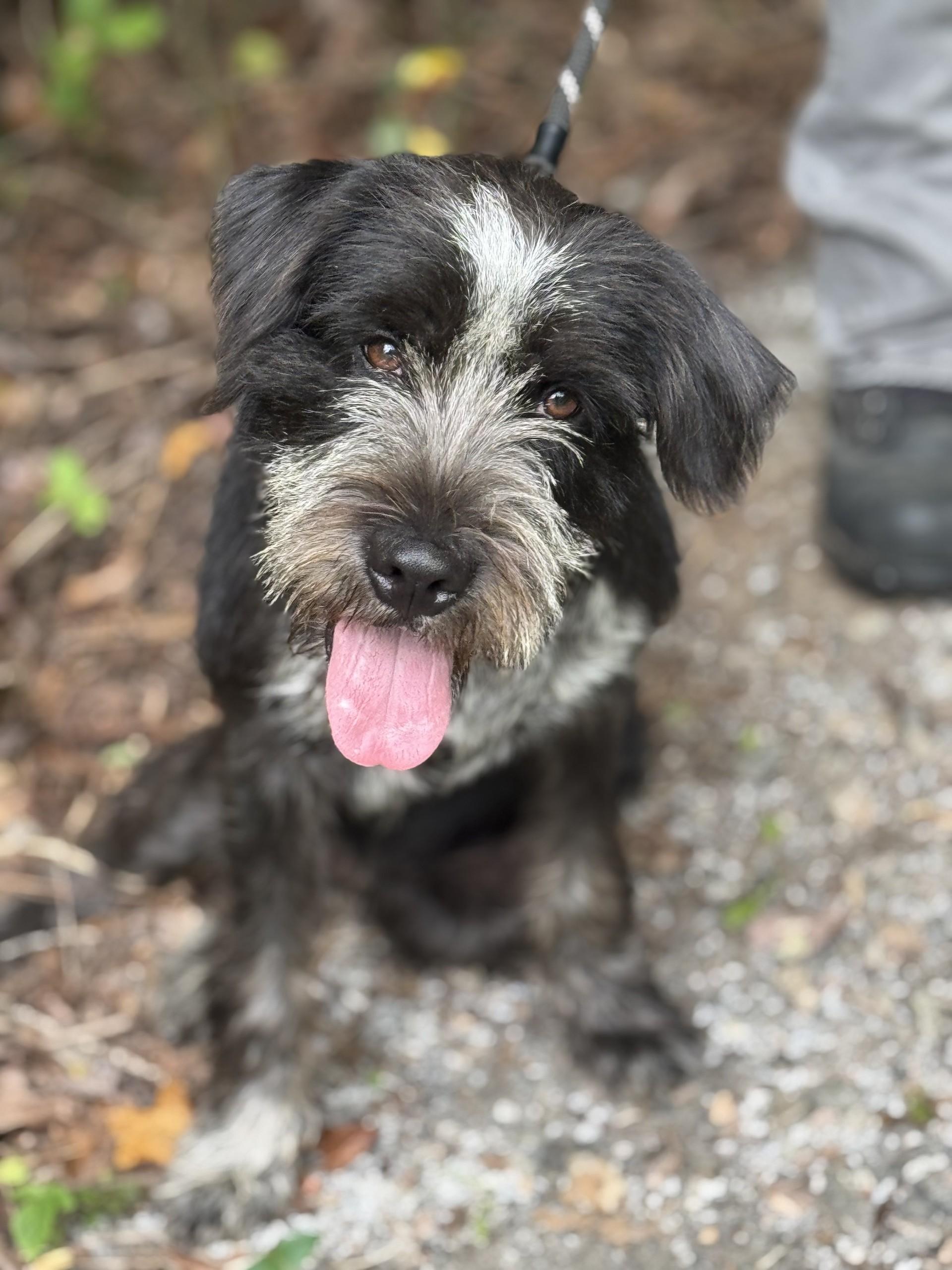 Dwight, a ADOPTABLE mixed breed in Richmond, VA image 4/6