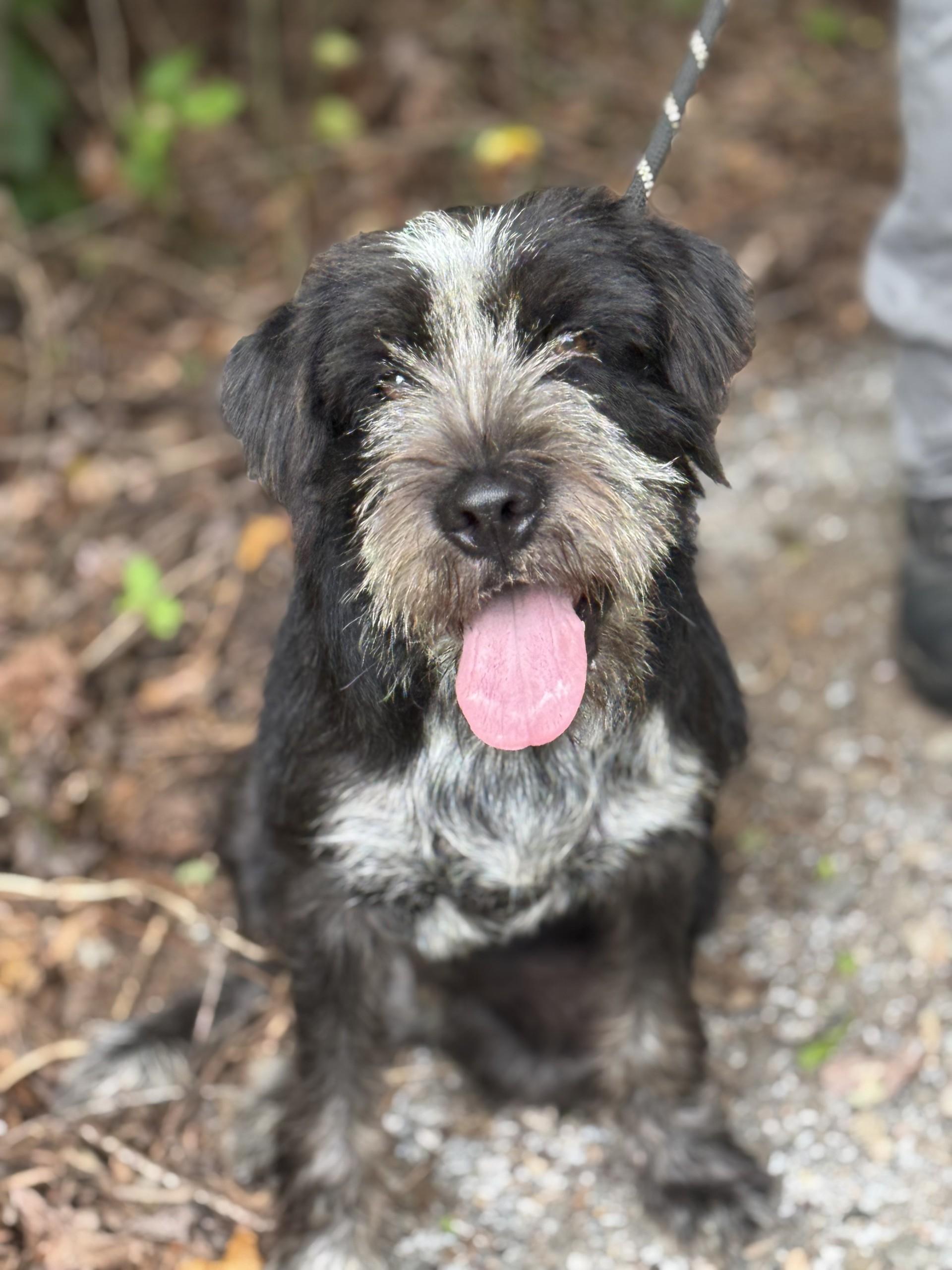 Dwight, a ADOPTABLE mixed breed in Richmond, VA image 1/6