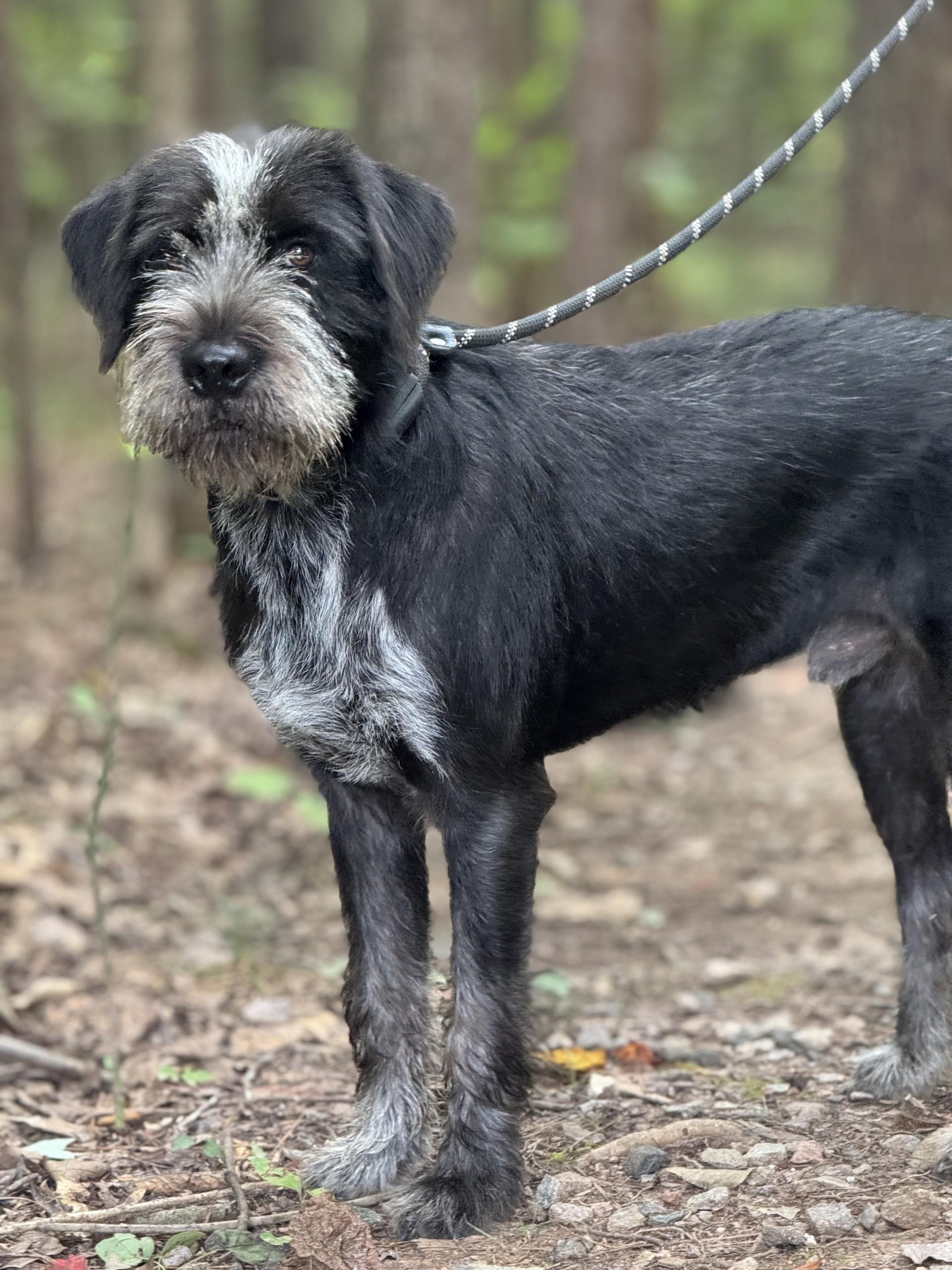 Dwight, a ADOPTABLE mixed breed in Richmond, VA image 2/6
