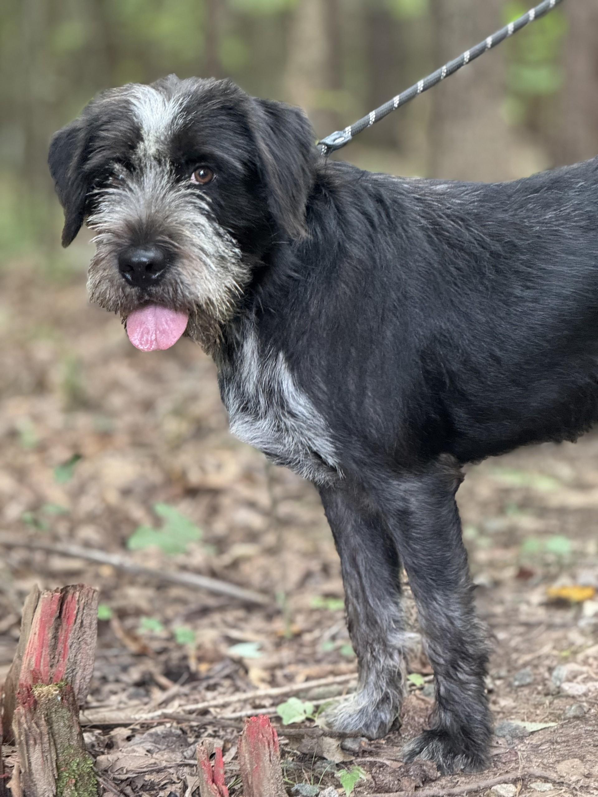 Dwight, a ADOPTABLE mixed breed in Richmond, VA image 5/6