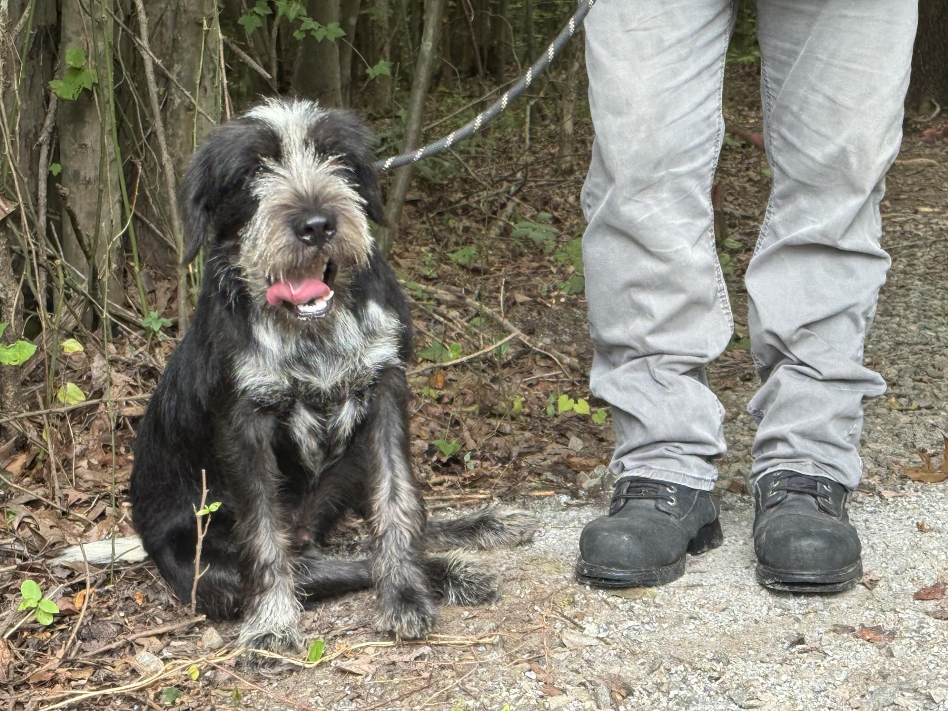 Dwight, a ADOPTABLE mixed breed in Richmond, VA image 3/6