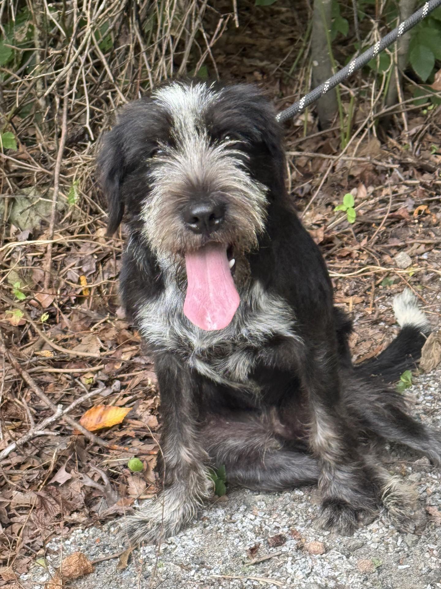 Dwight, a ADOPTABLE mixed breed in Richmond, VA image 6/6