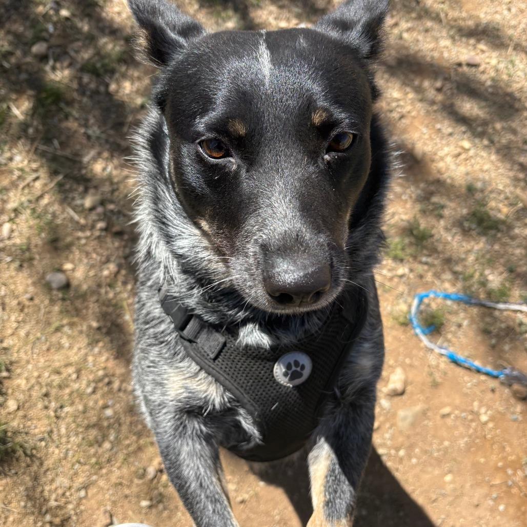 Enlarge Pepper, a Adoptable Australian Cattle Dog / Blue Heeler in Taos, NM image 1/1