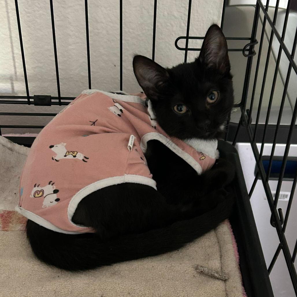 Enlarge Dipper, a Adoptable American Shorthair in Huntsville, AL image 1/1