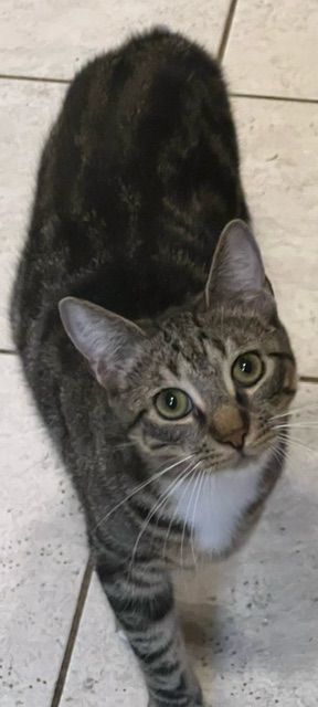 Ryder, a Adoptable Tabby in Bear, DE image 1/3