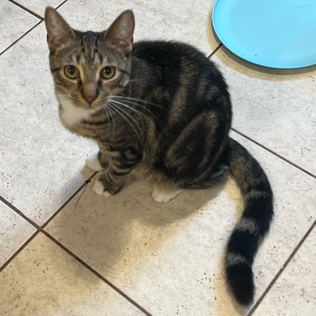 Ryder, a Adoptable Tabby in Bear, DE image 2/3