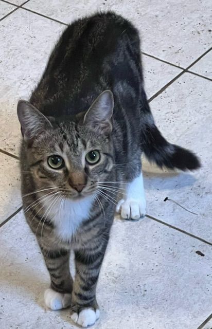 Ryder, a Adoptable Tabby in Bear, DE image 3/3