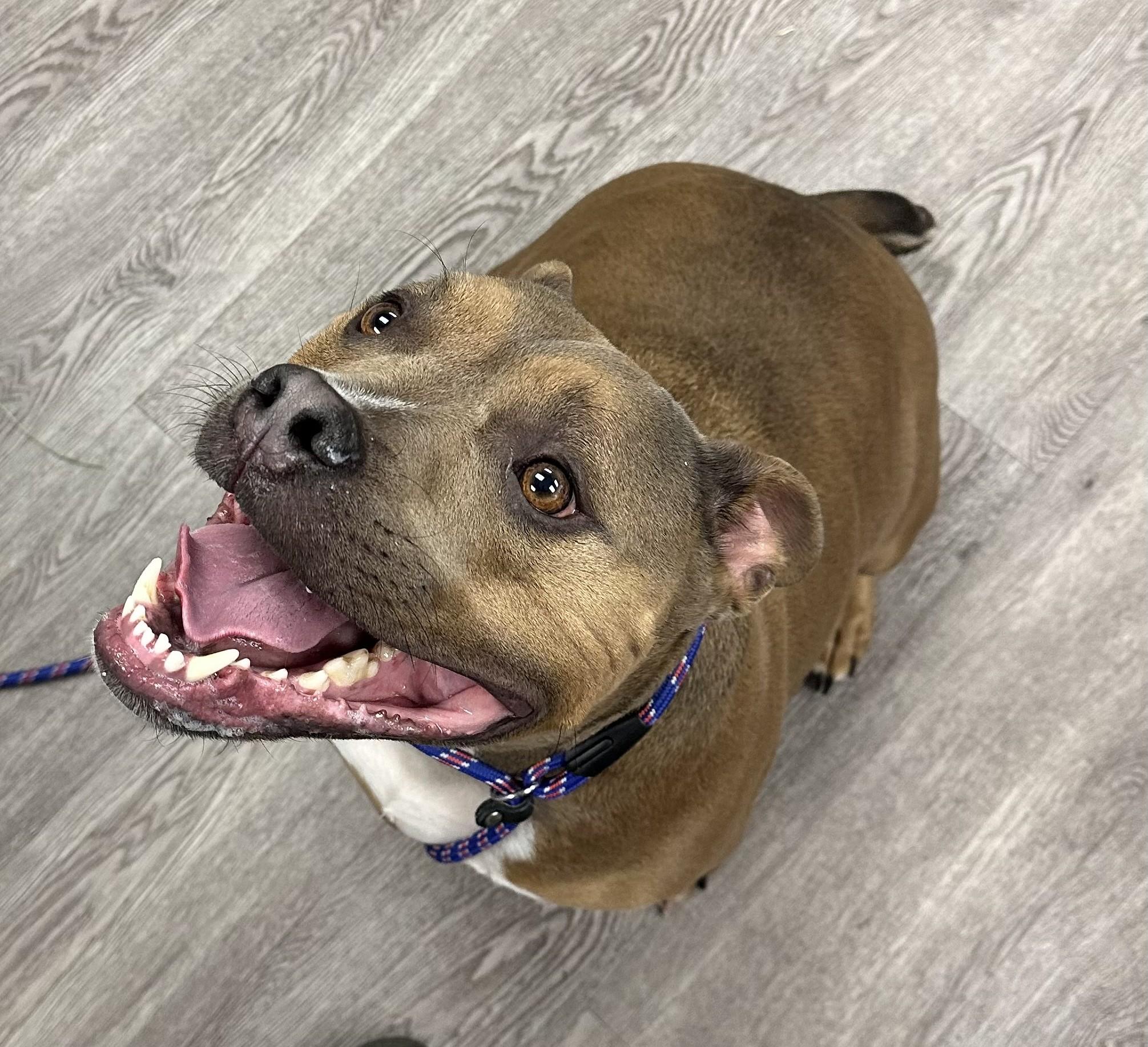 Gravy, ADOPTABLE, Young Male American Bully.