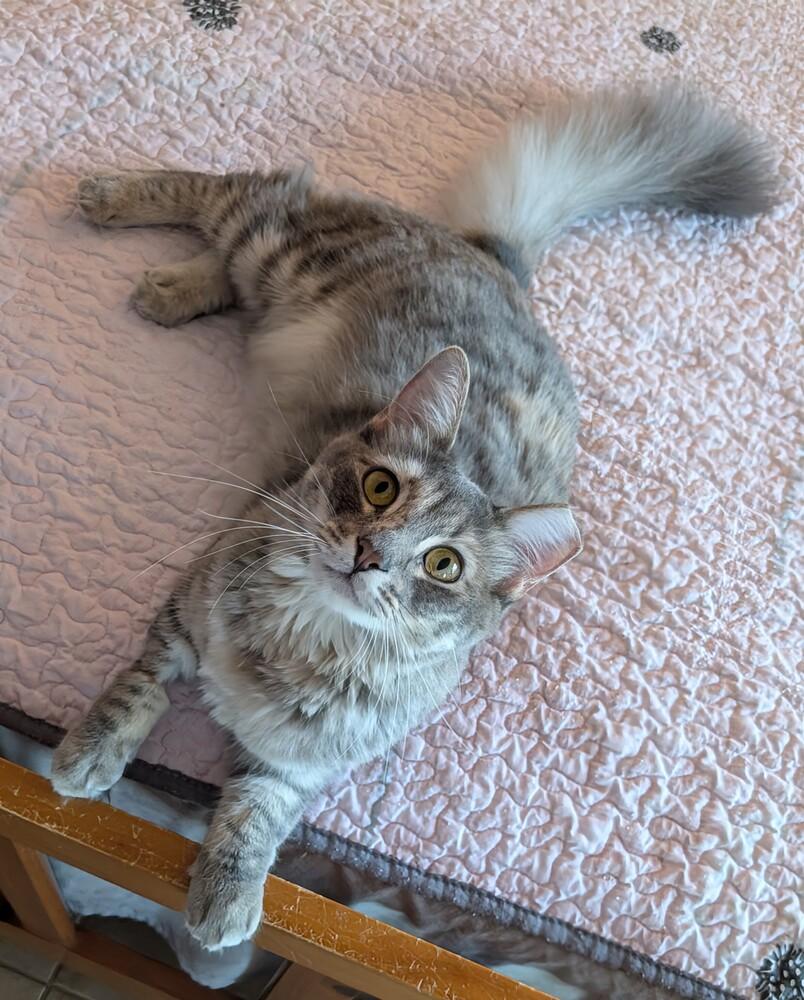 Enlarge Ashley, a Adoptable mixed breed in Brandon, FL image 2/2