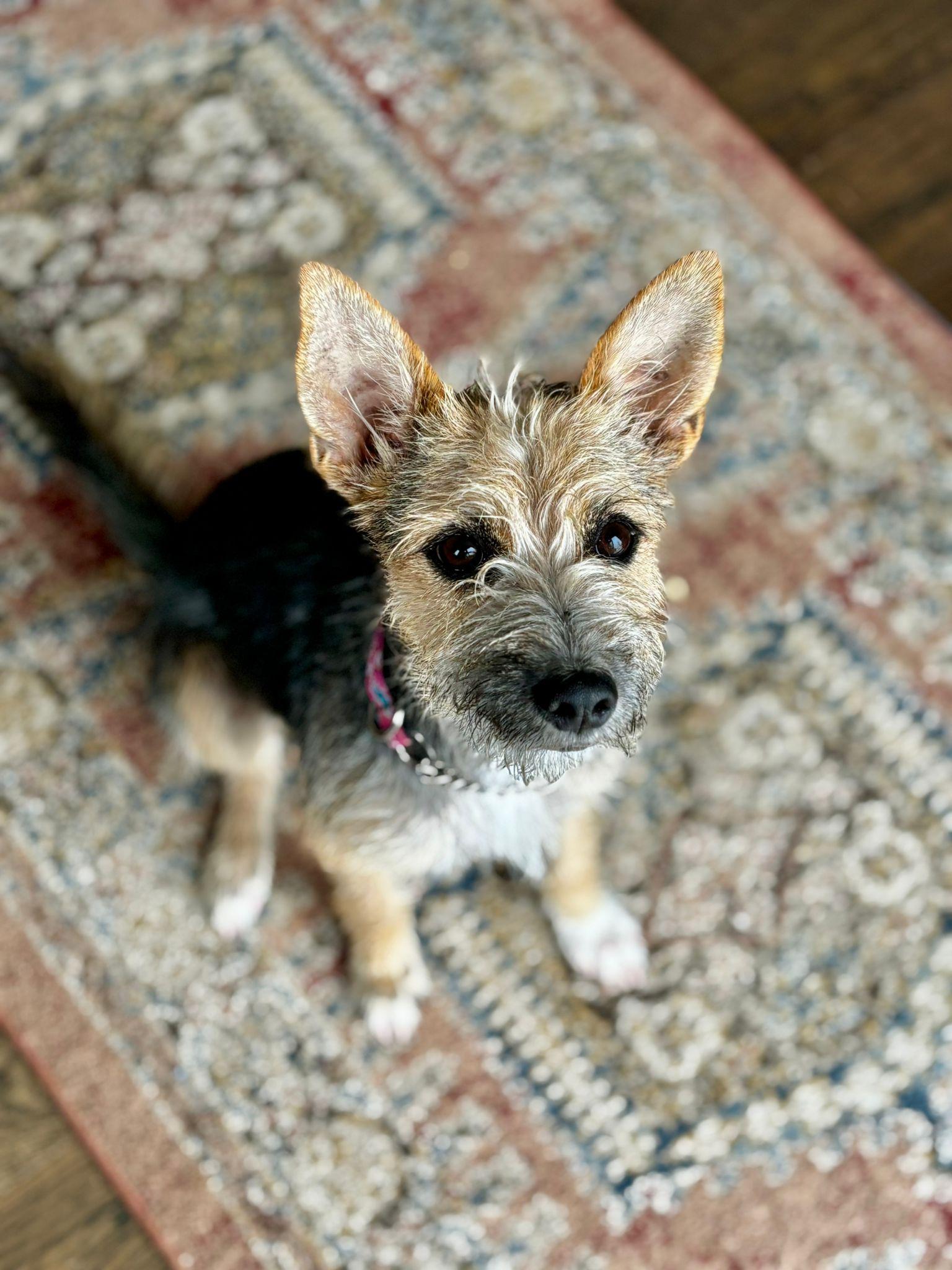 Enlarge Peyton, a Adoptable mixed breed in Erin, ON image 2/5