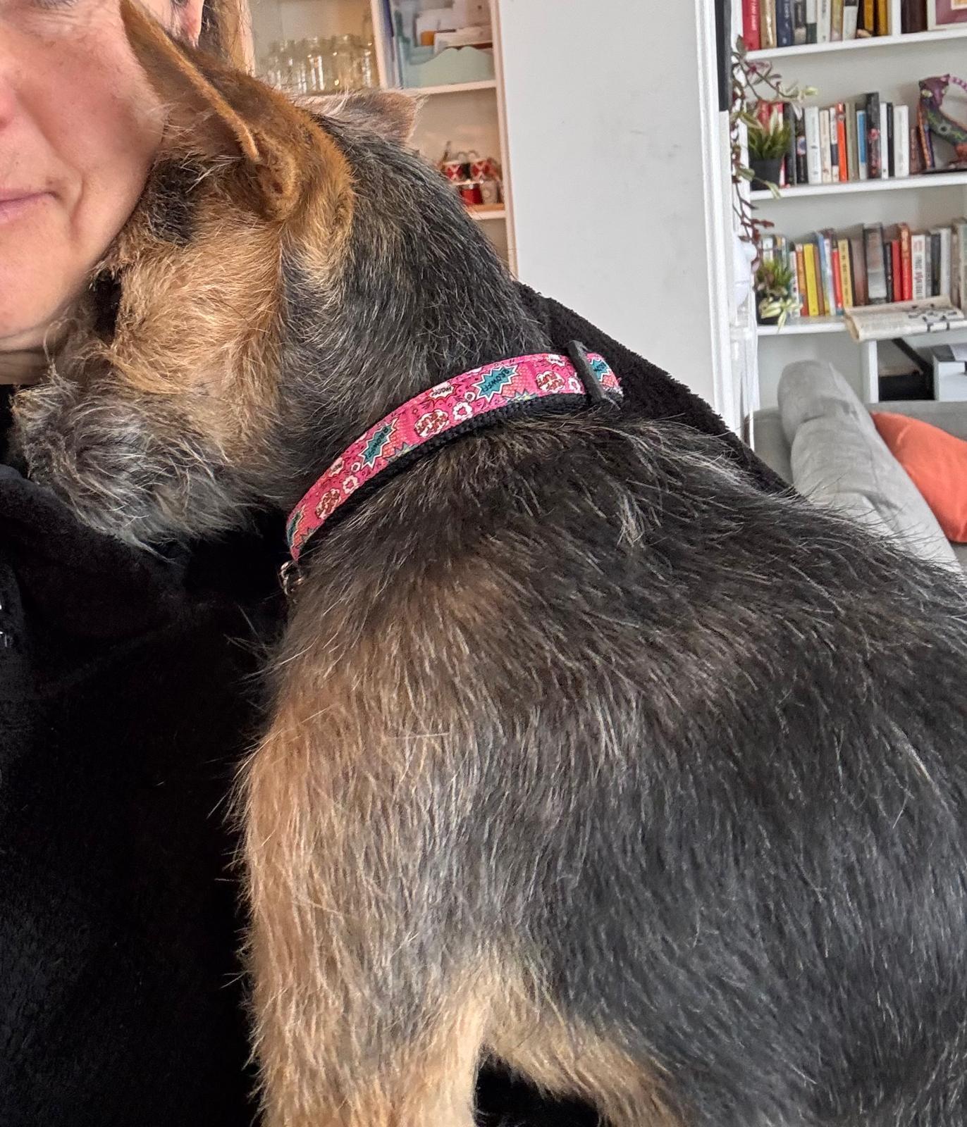 Enlarge Peyton, a Adoptable mixed breed in Erin, ON image 3/5