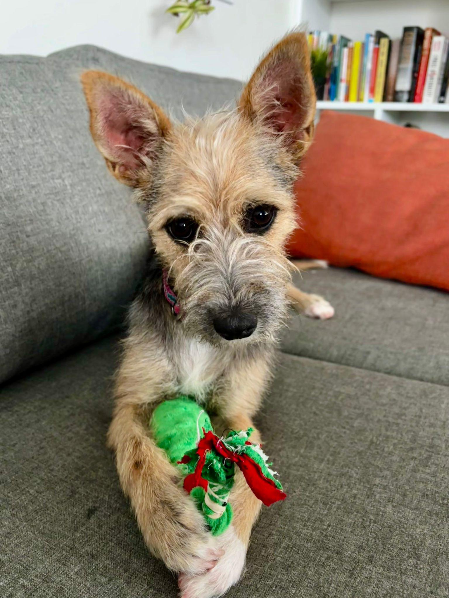 Enlarge Peyton, a Adoptable mixed breed in Erin, ON image 4/5