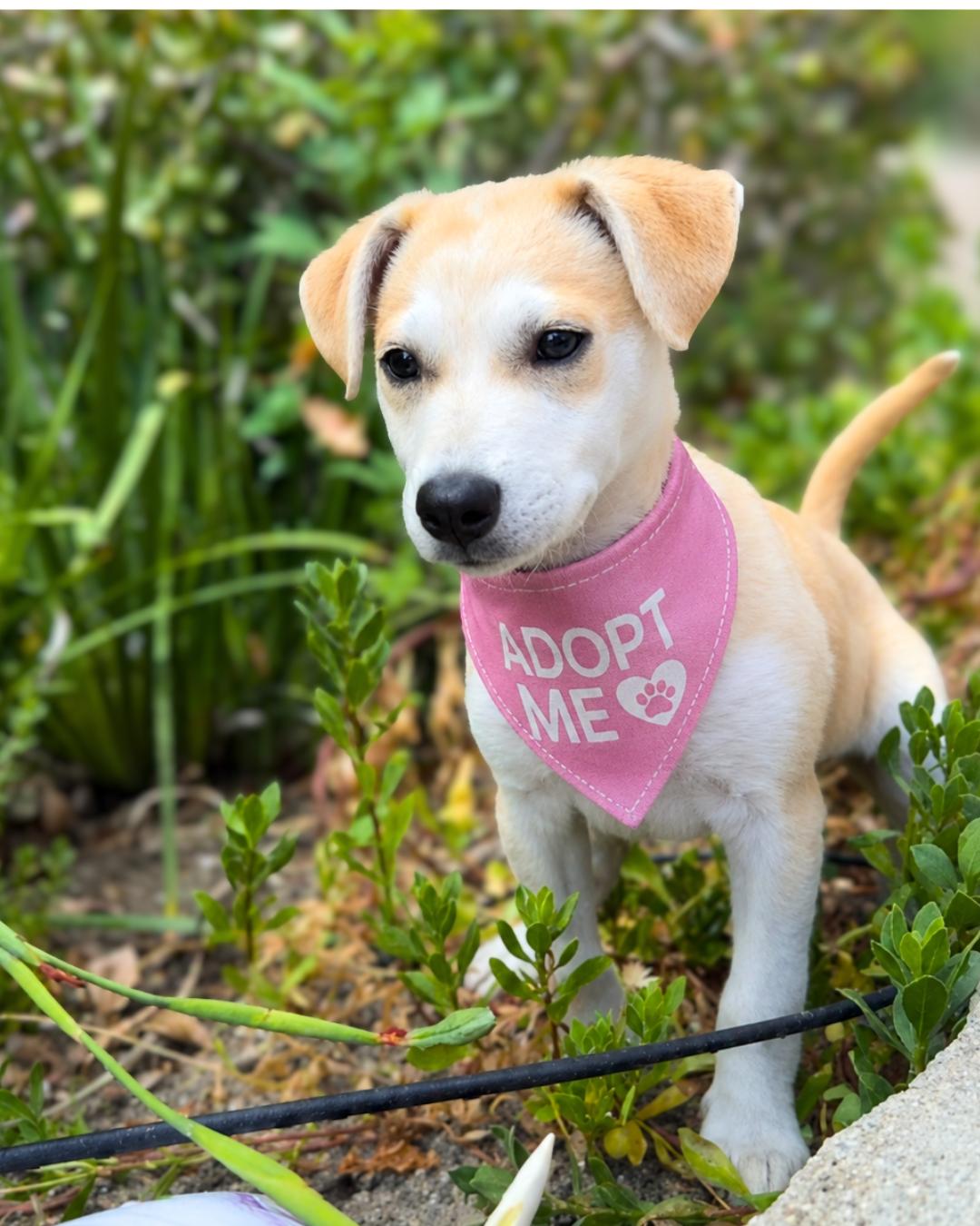 Eva, a ADOPTABLE mixed breed in Valley Village, CA image 1/5