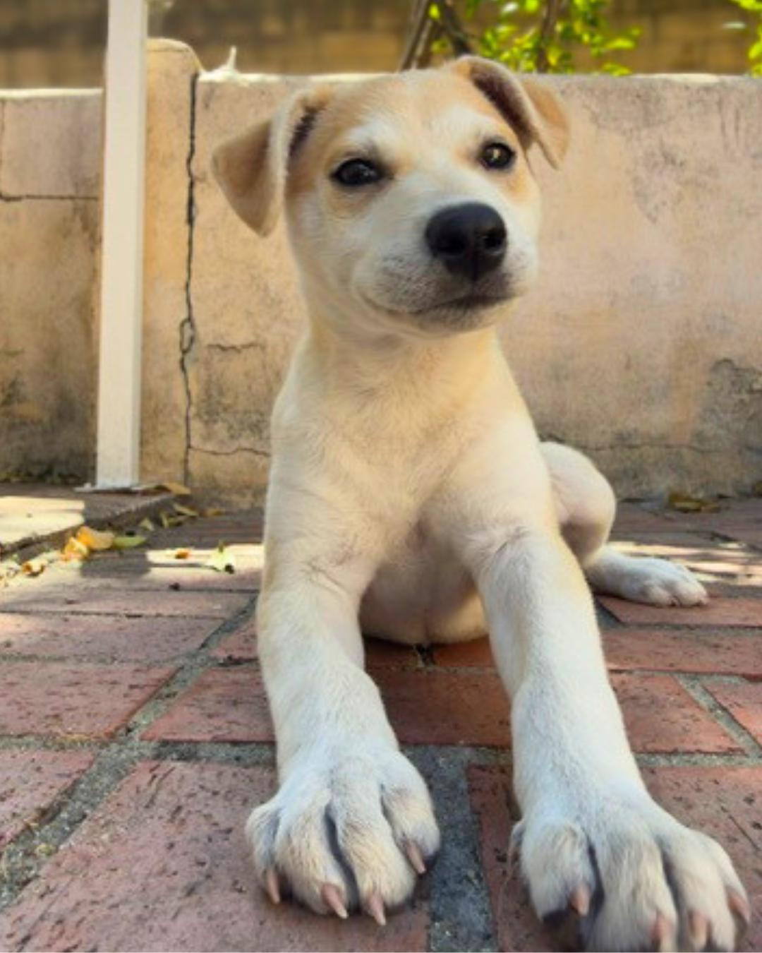 Eva, a ADOPTABLE mixed breed in Valley Village, CA image 2/5