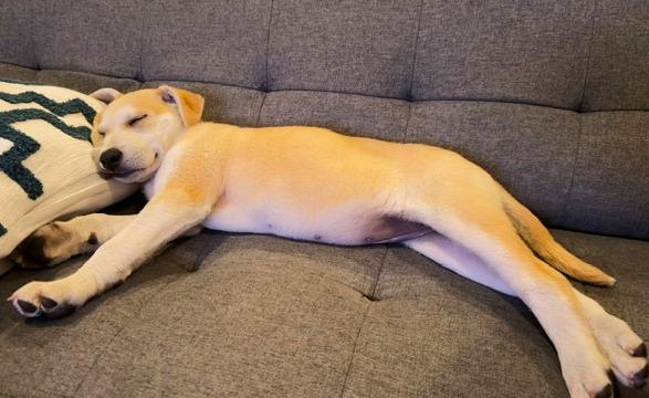 Eva, a ADOPTABLE mixed breed in Valley Village, CA image 4/5