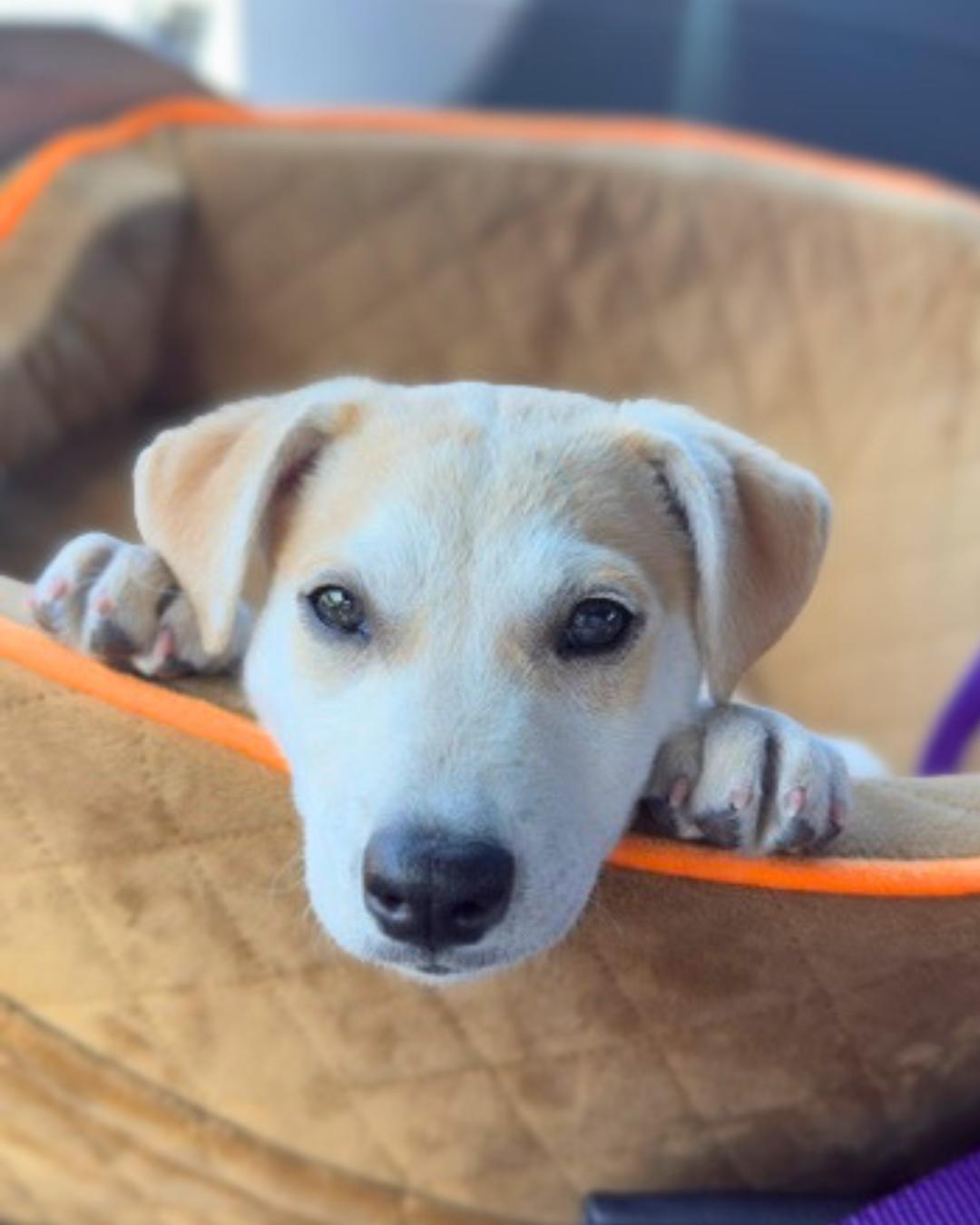 Eva, a ADOPTABLE mixed breed in Valley Village, CA image 3/5