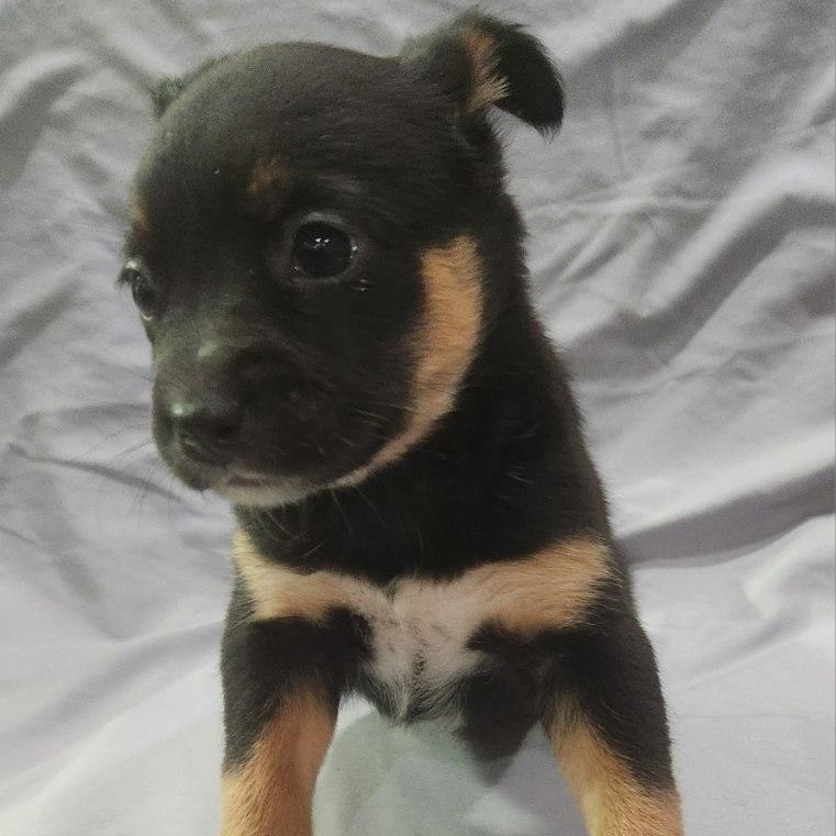 Enlarge Boone, a Adoptable mixed breed in McHenry, IL image 2/2