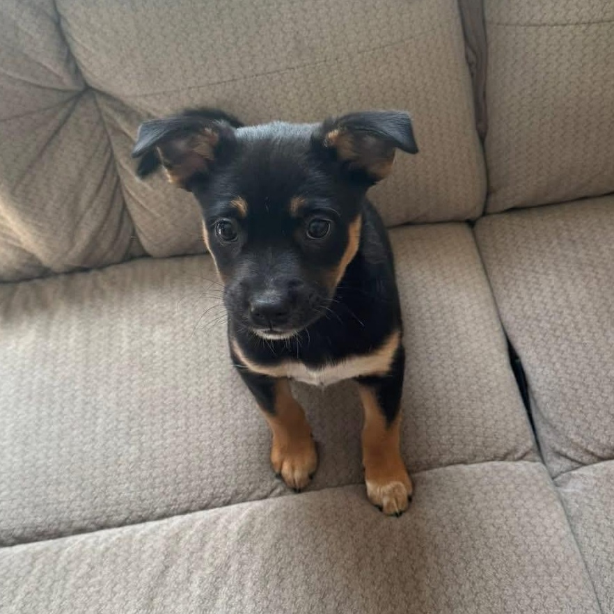Boone, Adoptable, Puppy Female Shepherd.