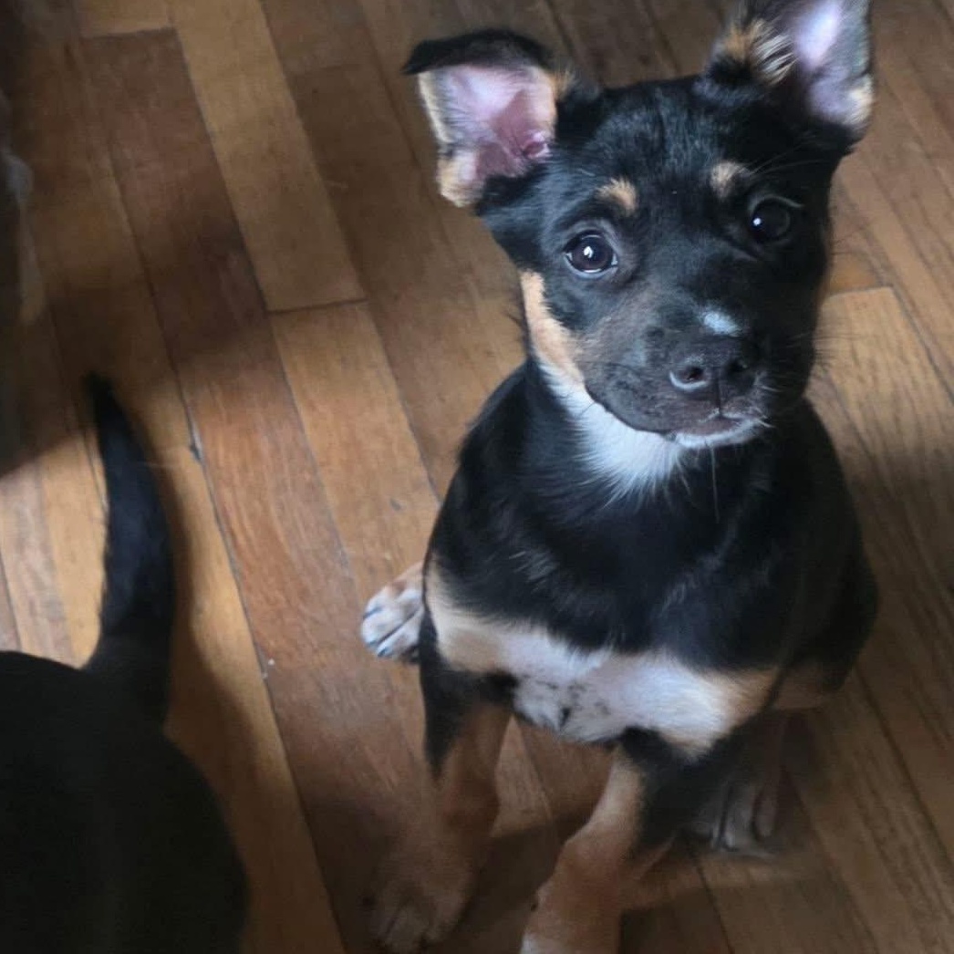 Boone, Adoptable, Puppy Female Shepherd.