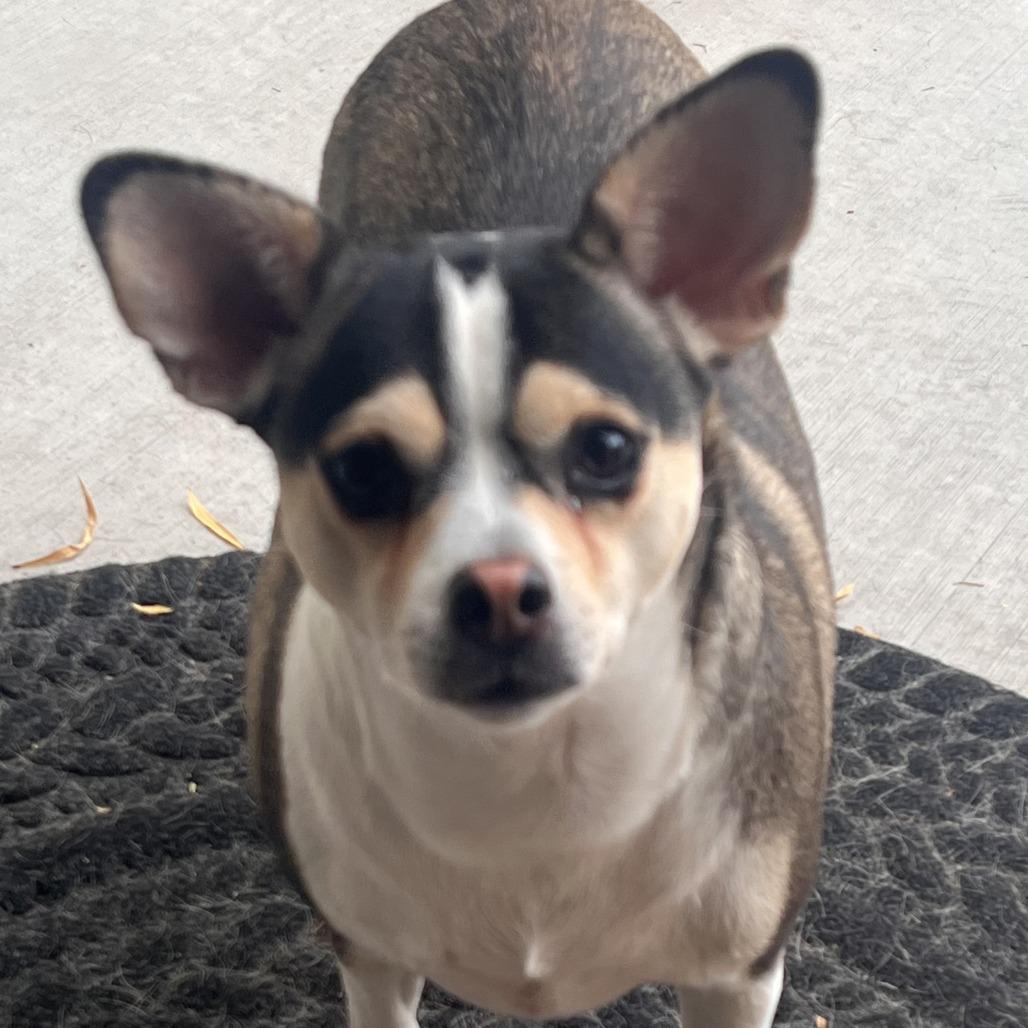 Athena, Adoptable, Adult Female Chihuahua.