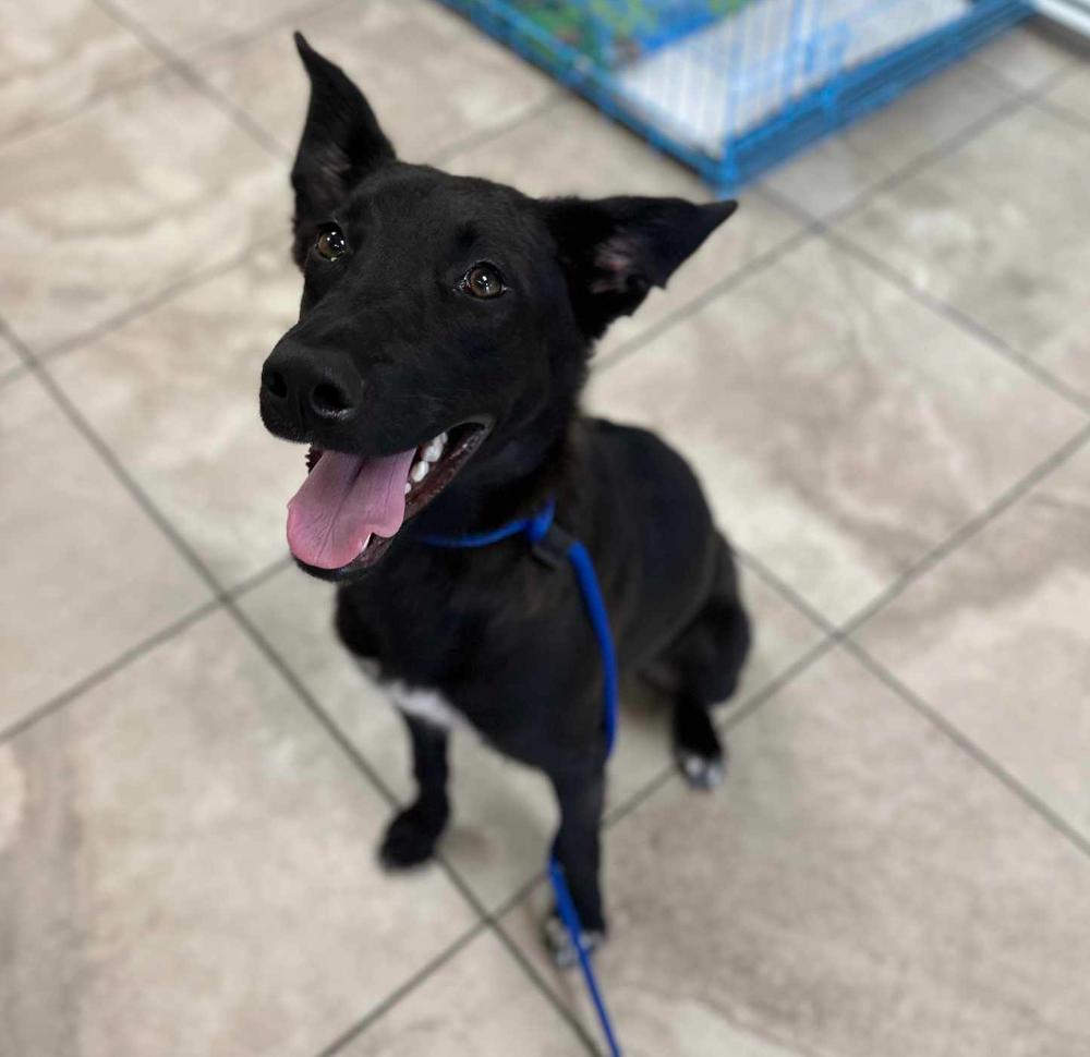 Enlarge Bennie, a Adoptable mixed breed in Glenolden, PA image 1/3