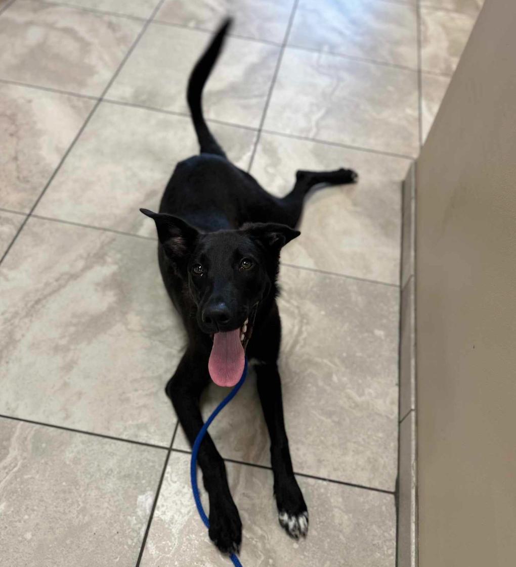 Enlarge Bennie, a Adoptable mixed breed in Glenolden, PA image 2/3