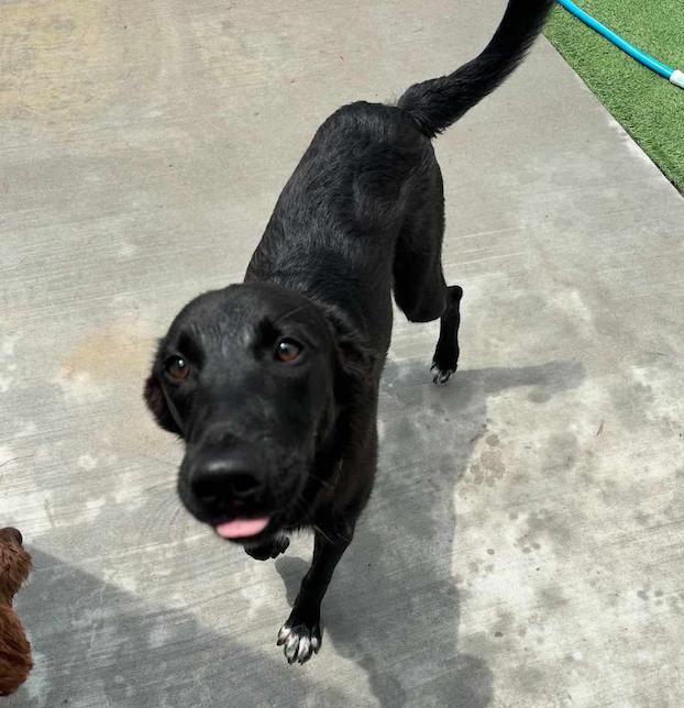 Enlarge Bennie, a Adoptable mixed breed in Glenolden, PA image 3/3