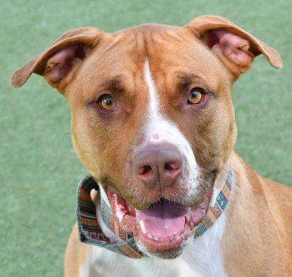 Winston, Adoptable, Adult Male Hound & Mixed Breed.