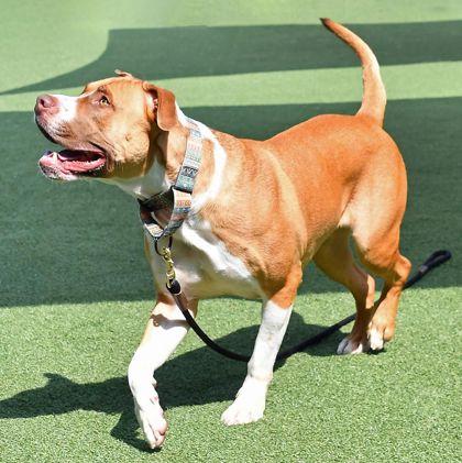 Enlarge Winston, a Adoptable mixed breed in Cleveland, OH image 3/3