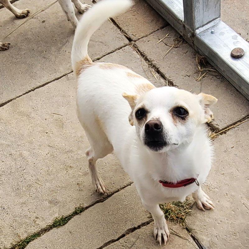 Courage (VA), a Adoptable Rat Terrier in Piney River, VA image 1/3