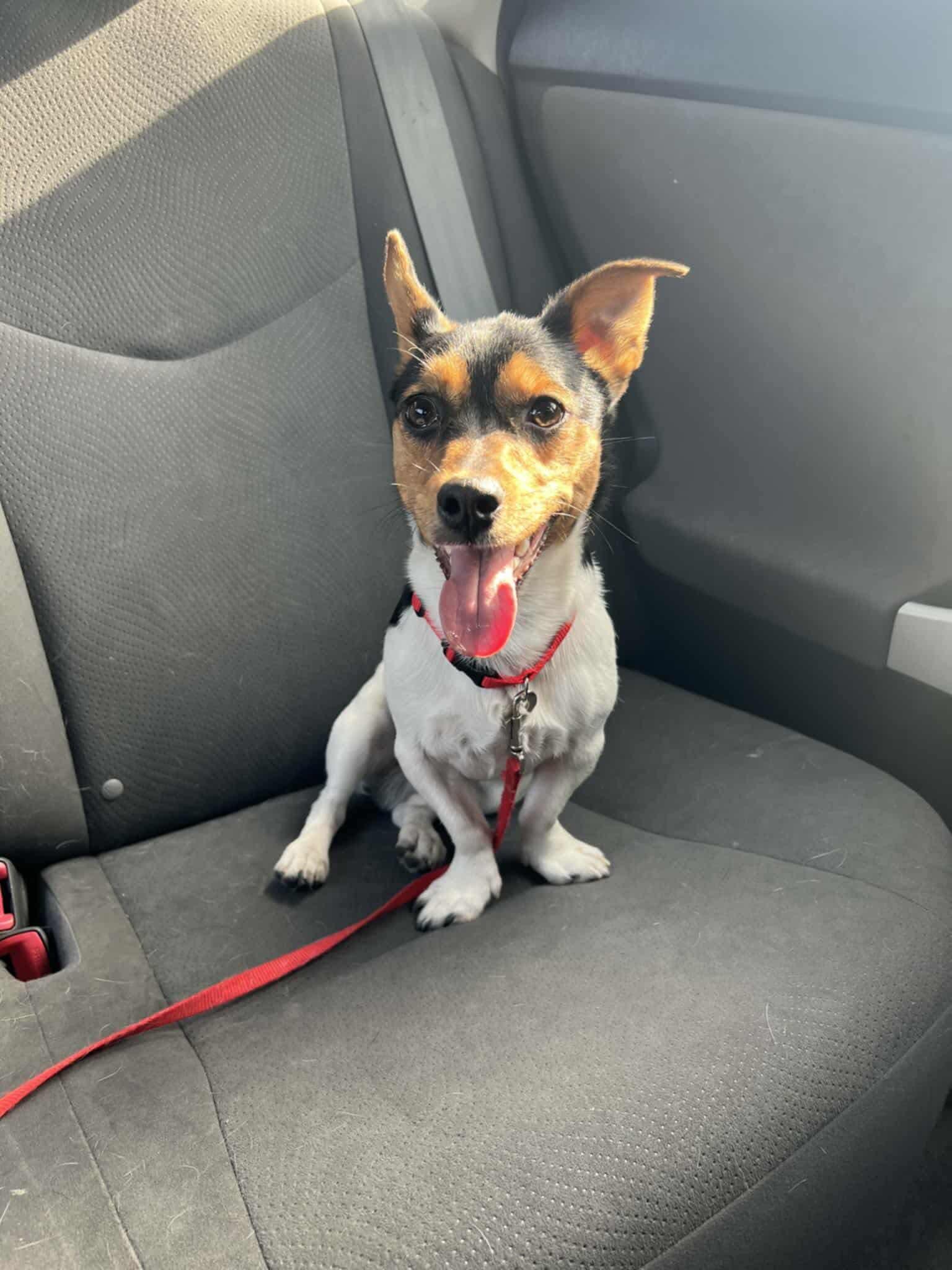 Rocky, ADOPTABLE, Adult Male Jack Russell Terrier.