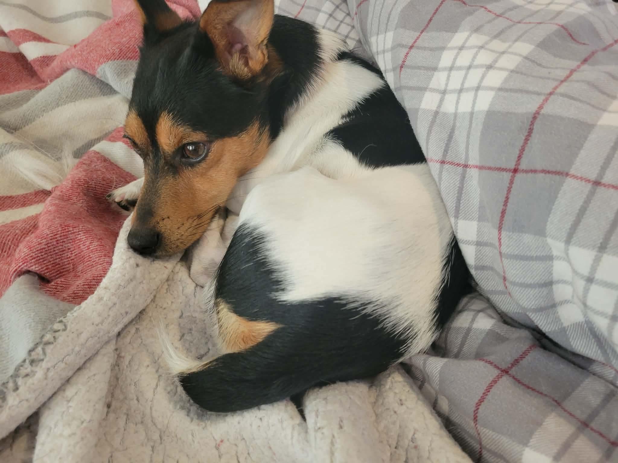 Enlarge Rocky, a ADOPTABLE mixed breed in Winnipeg, MB image 4/5