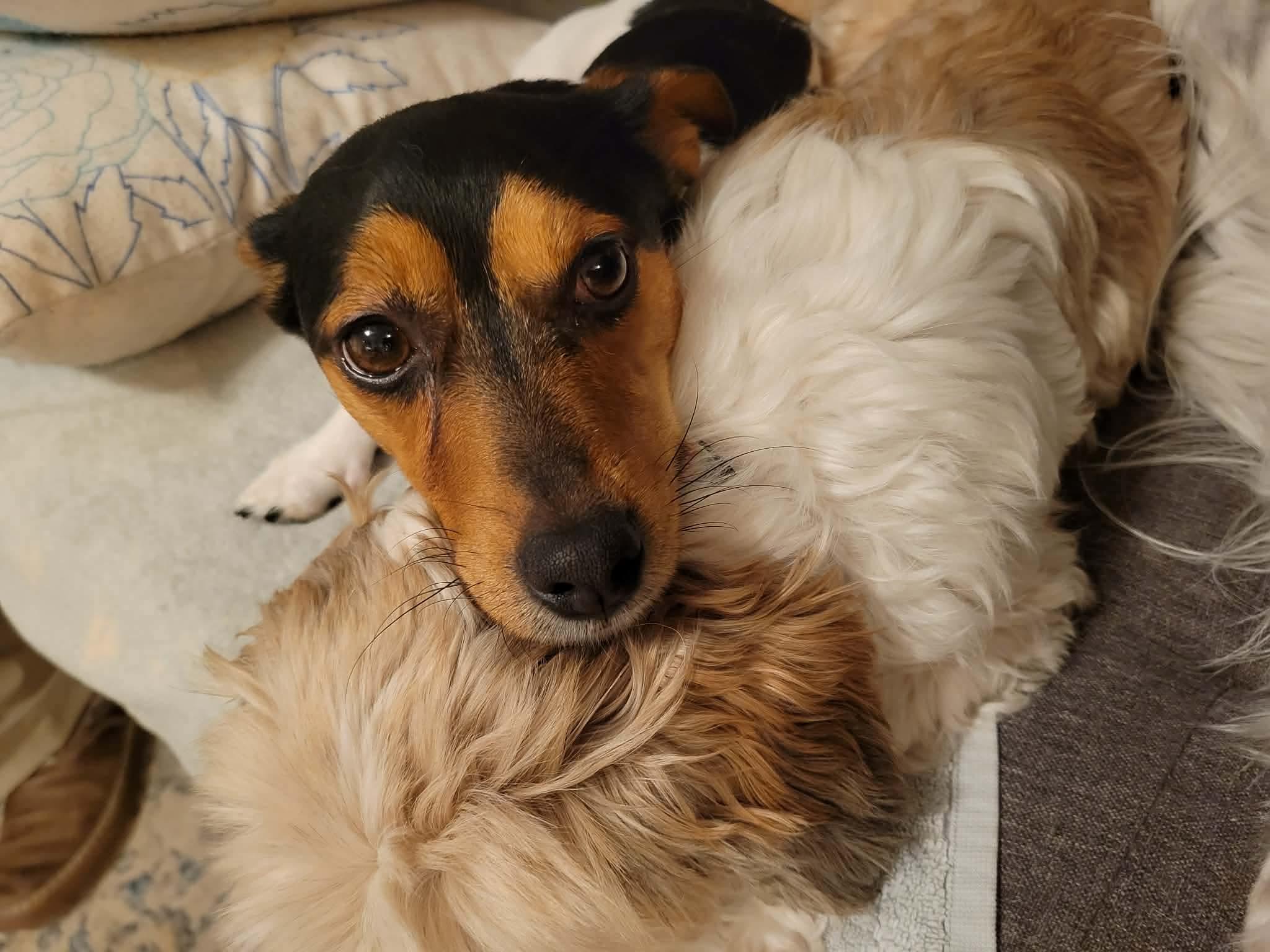 Enlarge Rocky, a ADOPTABLE mixed breed in Winnipeg, MB image 2/5