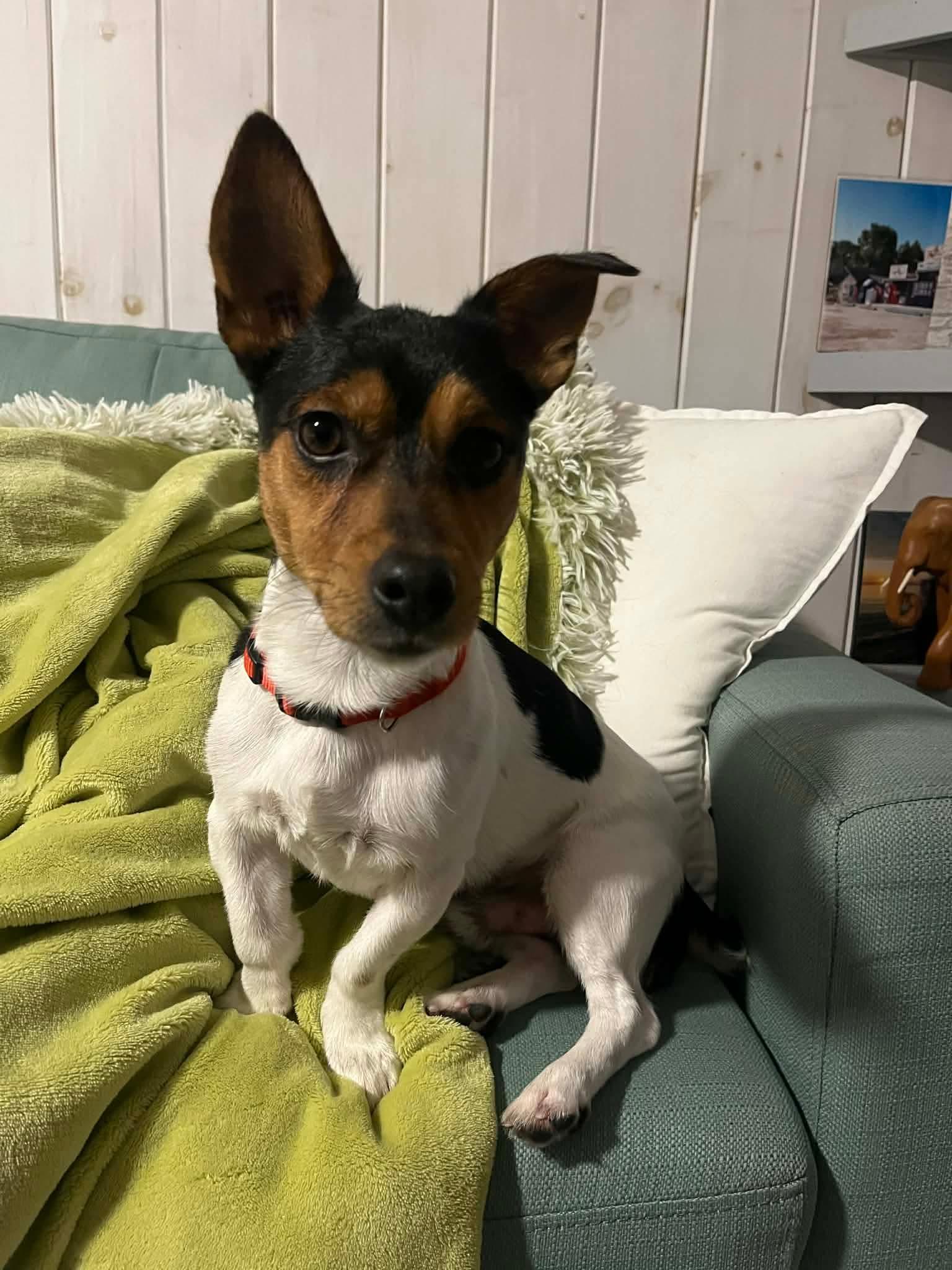 Enlarge Rocky, a ADOPTABLE mixed breed in Winnipeg, MB image 5/5