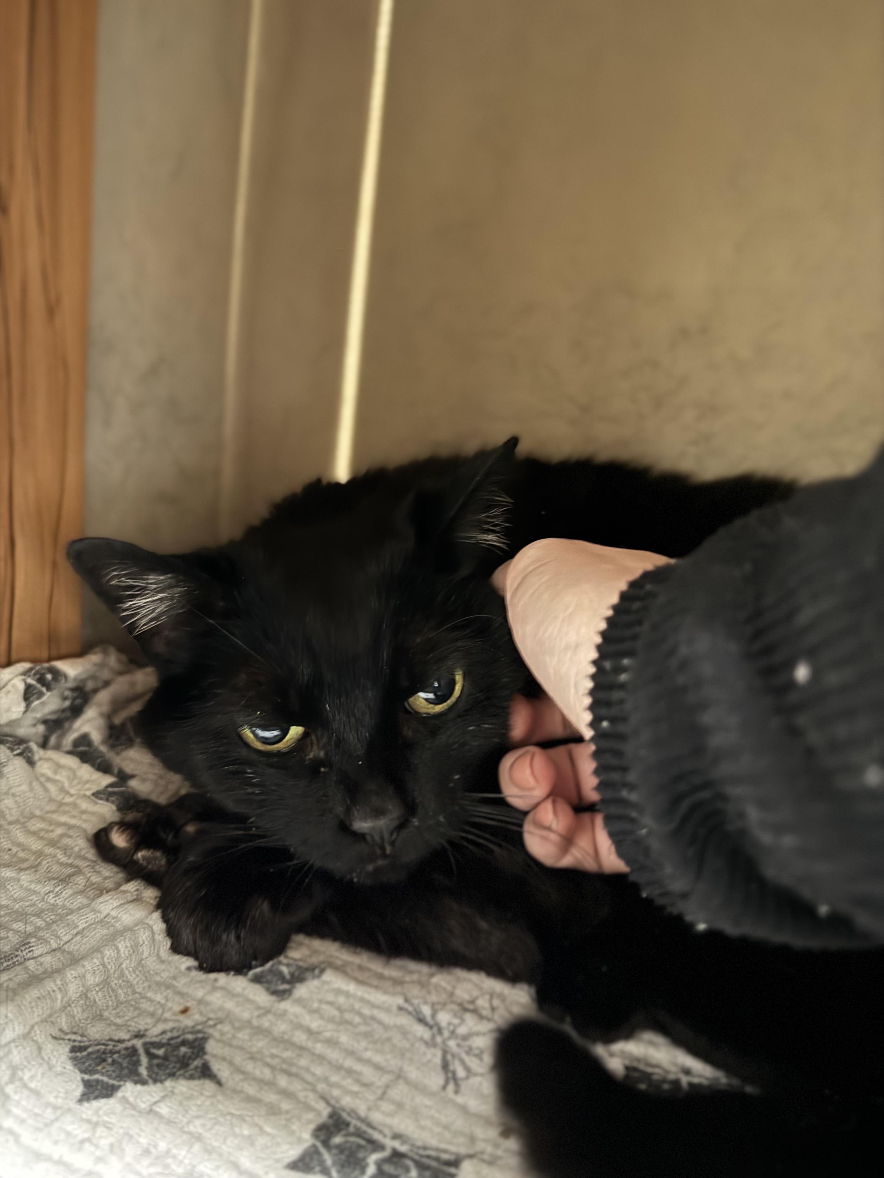 Enlarge Jasmine #39645 (8 Years Old) , a ADOPTABLE Domestic Short Hair in Langley, BC image 3/4