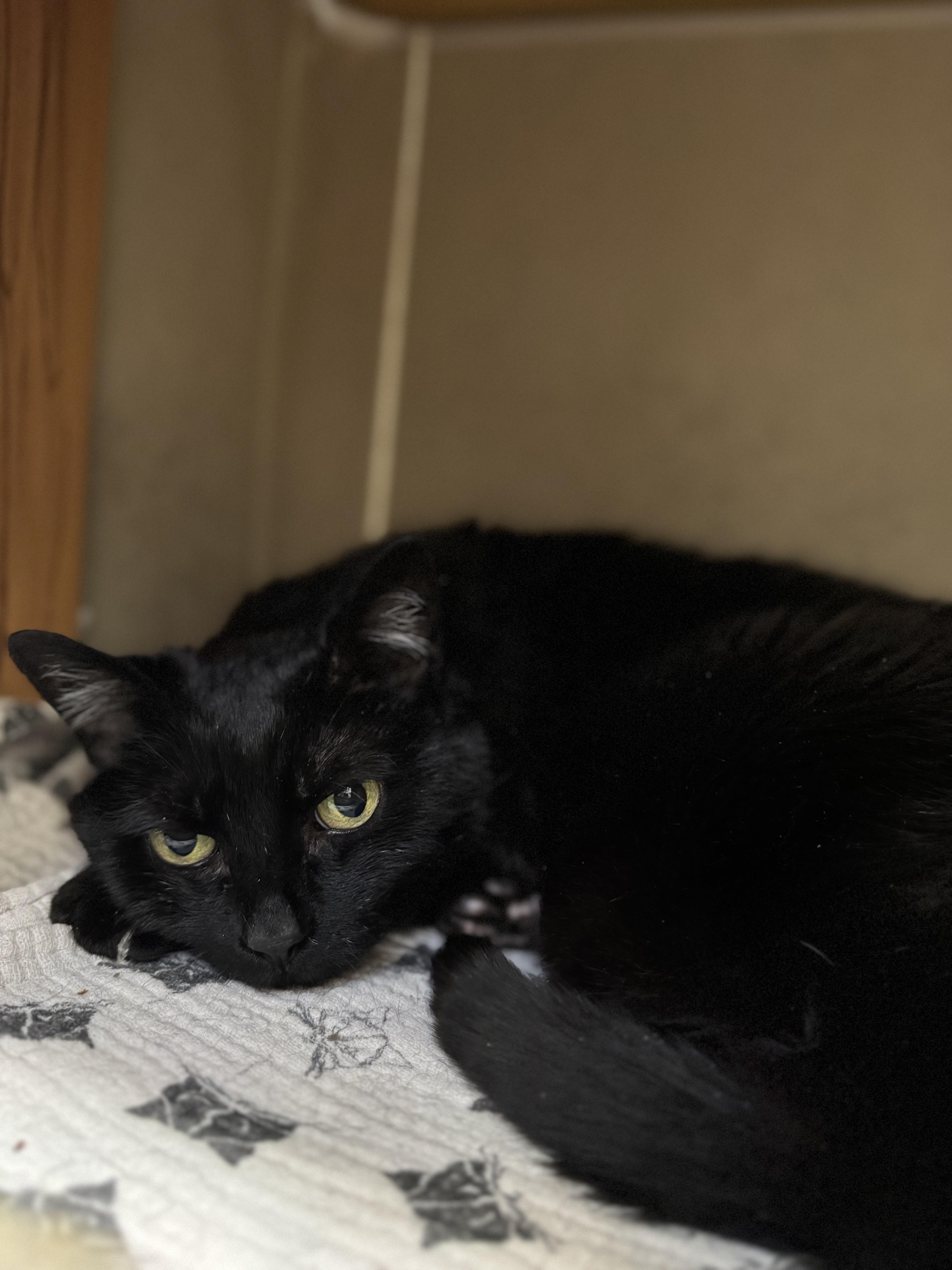 Enlarge Jasmine #39645 (8 Years Old) , a ADOPTABLE Domestic Short Hair in Langley, BC image 1/4