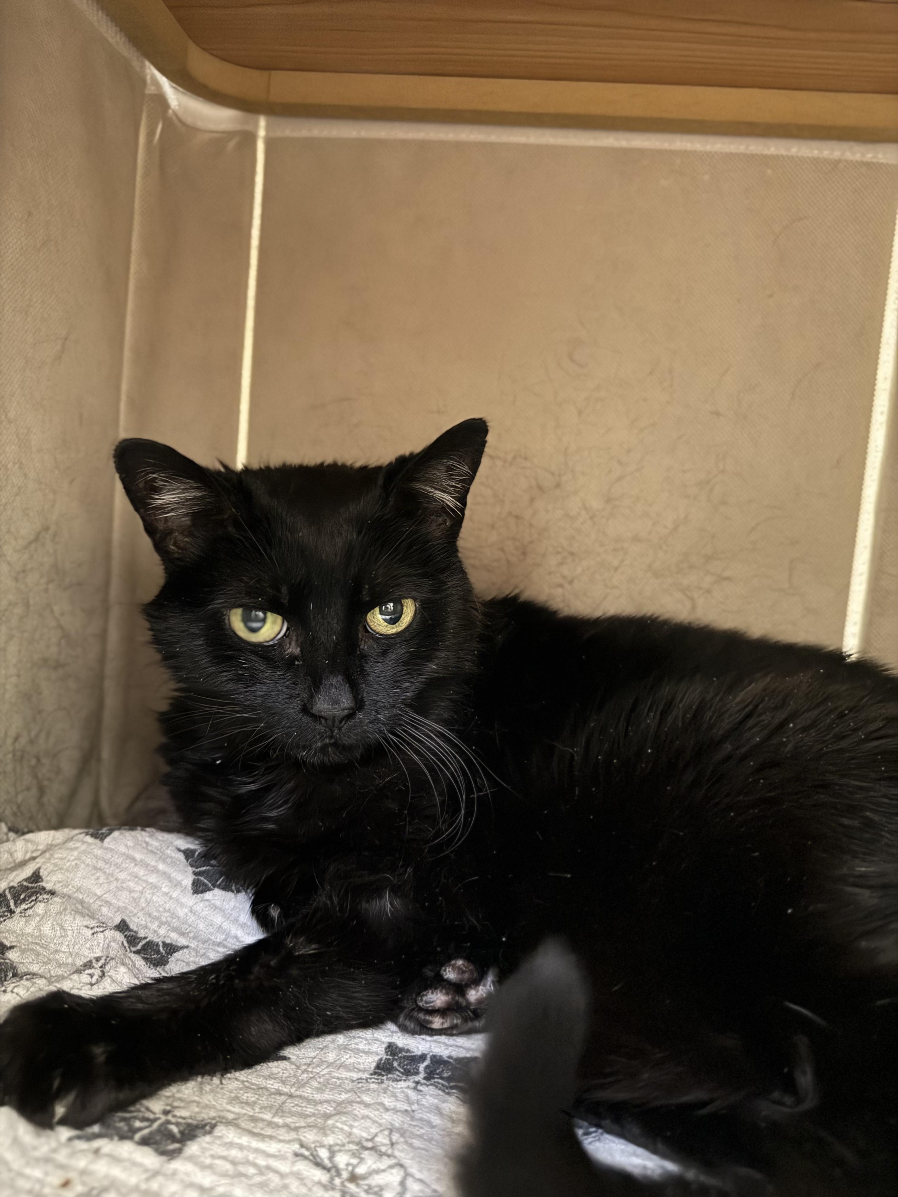 Enlarge Jasmine #39645 (8 Years Old) , a ADOPTABLE Domestic Short Hair in Langley, BC image 2/4