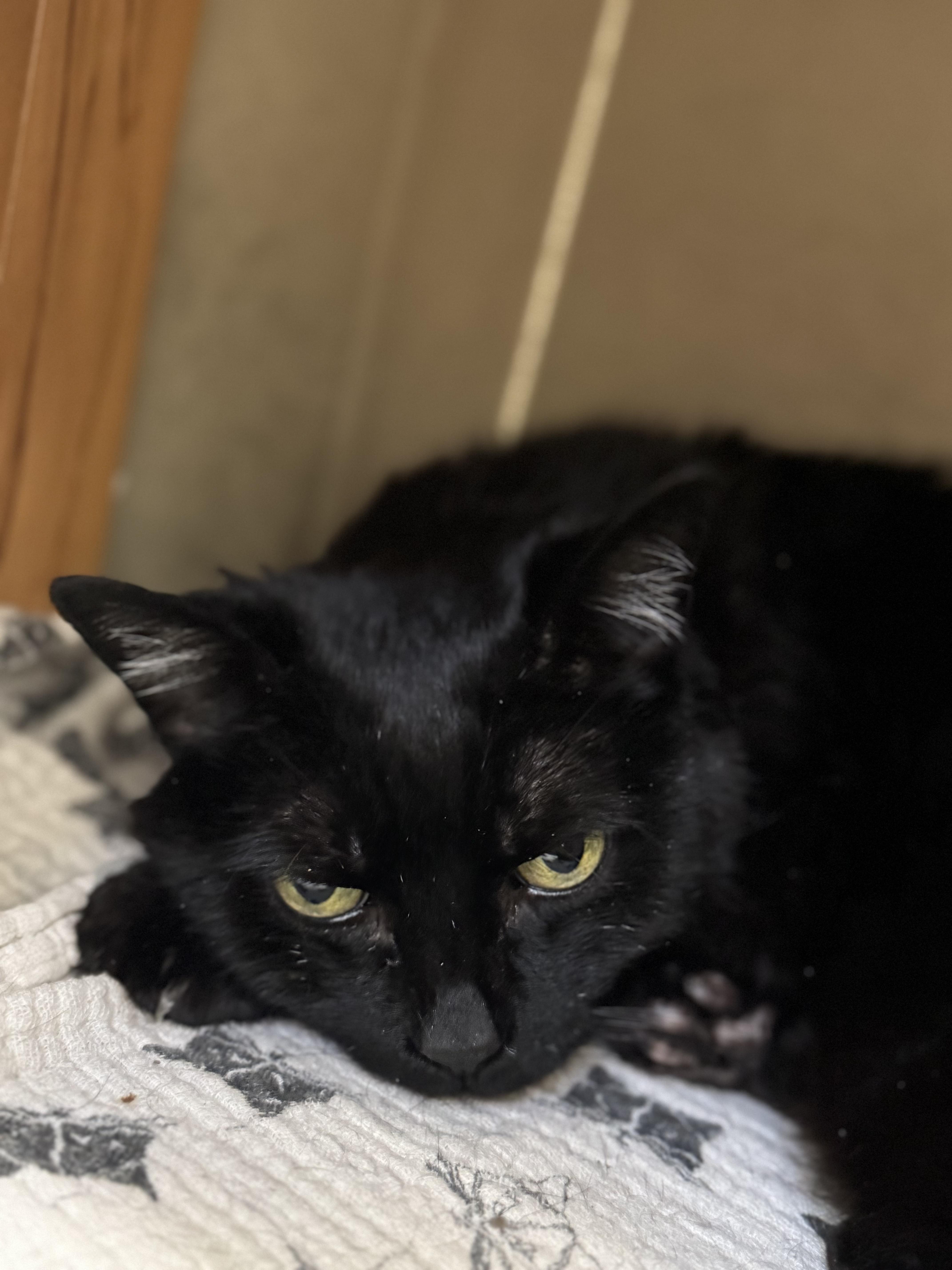 Enlarge Jasmine #39645 (8 Years Old) , a ADOPTABLE Domestic Short Hair in Langley, BC image 4/4