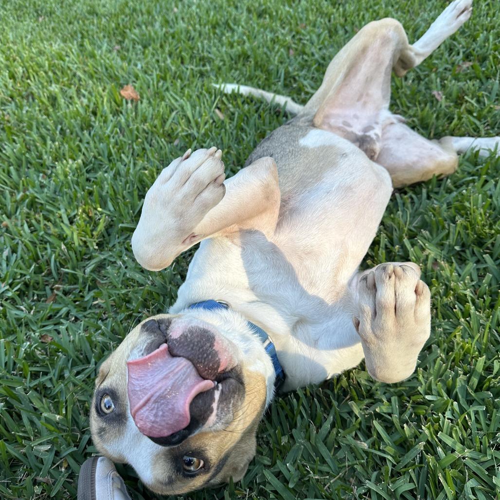 Enlarge Benjamin, a Adoptable Mixed Breed in Jacksonville, FL image 1/6