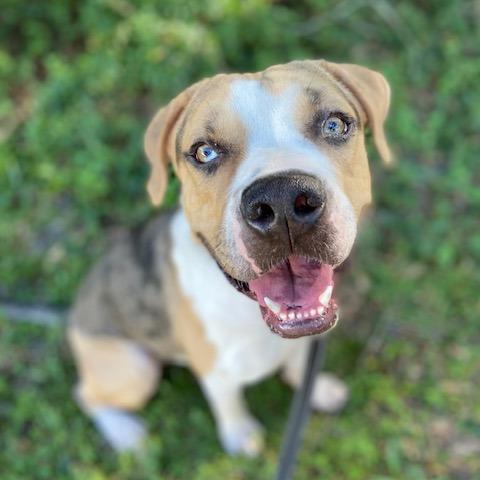Enlarge Benjamin, a Adoptable Mixed Breed in Jacksonville, FL image 3/6